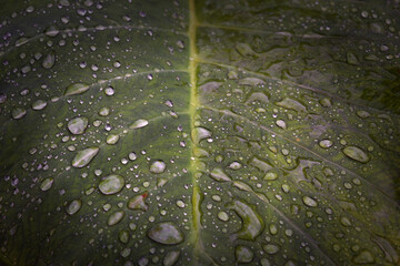 water drops on green leaf