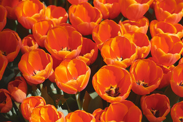 Red tulip flowers in bloom. Spring season. Flower garden - 504241248