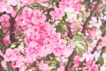 Cherry blossom. Sakura tree with small pink flowers. Spring season - 504241249