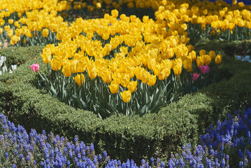 Muscari plant and yellow tulip flowers. Flowerbed in a public park during spring season - 504241251