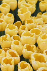 Blooming yellow tulips. Spring flowers - 504241252