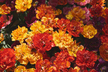 Peony tulips of mixed colors. Flowers of red, orange and yellow color - 504241253