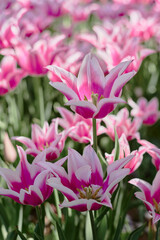 Purple and white tulip flower. Lily tulip. Springtime
