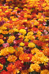 Field of peony tulips of yellow, orange and red color. Spring season. Flower garden in a sunny day - 504241257