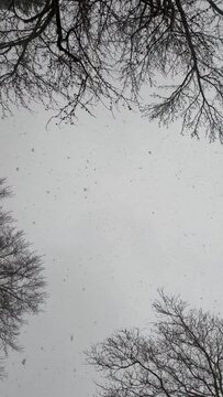 Moving under snow covered trees during a blizzard