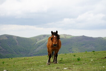 Wild brown horse with white spot on the forehead grazing in the mountain