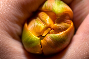 hand wrapped around a flower