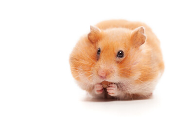 Red hamster on white background