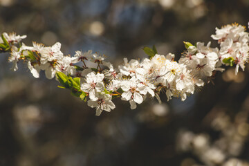 Blooming spring. Flowering plums on a sunny day. Greeting card concept