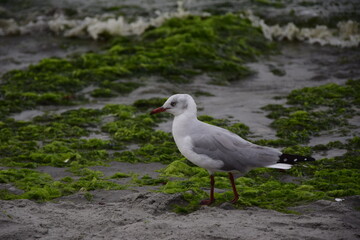 Seagulls walk on the sandy beach in the city of Paracas. Peru. Close-up