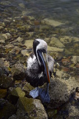 Aquatic birds at Paracas National Reservation, Pelicans on the shore of the Paracas National Park,...