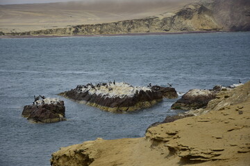 Aquatic birds at Paracas National Reservation, Pelicans on the shore of the Paracas National Park....