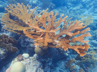 Corals are marine invertebrates within the class Anthozoa of the phylum Cnidaria.