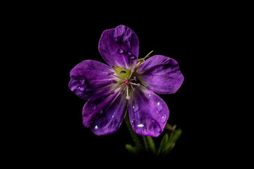 A wood cranesbill flower with raindrops during a summer shower