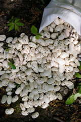 Bean weevils on beans. The seeds are poured out of the bag. Natural sunlight. Bean storage. Pest control. Vertical image. 
