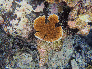Corals are marine invertebrates within the class Anthozoa of the phylum Cnidaria.