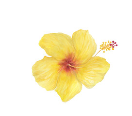 Watercolor painting a yellow hibiscus flower isolated on white