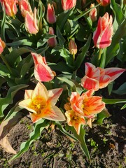 red and yellow lilies in the spring garden