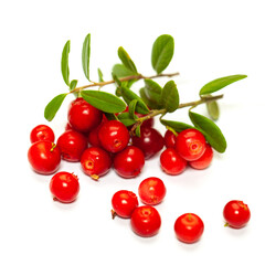 Red lingonberry (foxberry, cowberry) isolated on white