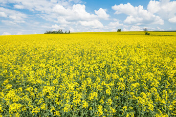 Obraz premium Gelb blühendes Rapsfeld Landschaft in der Oberpfalz bei Regensburg auf den Winzer Höhen mit blauer Himmel und Wolken im Sommer, Deutschland