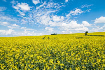 Gelb blühendes Rapsfeld Landschaft in der Oberpfalz bei Regensburg auf den Winzer Höhen  mit...