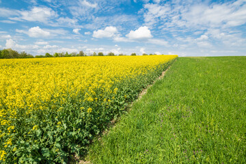 Gelb blühendes Rapsfeld Landschaft in der Oberpfalz bei Regensburg auf den Winzer Höhen  mit...