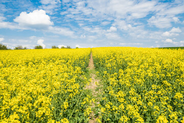 Fototapeta premium Gelb blühendes Rapsfeld Landschaft in der Oberpfalz bei Regensburg auf den Winzer Höhen mit blauer Himmel und Wolken im Sommer, Deutschland