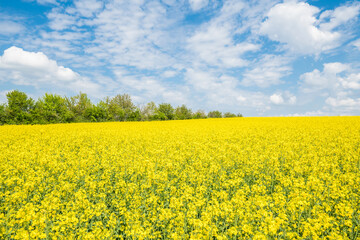 Obraz premium Gelb blühendes Rapsfeld Landschaft in der Oberpfalz bei Regensburg auf den Winzer Höhen mit blauer Himmel und Wolken im Sommer, Deutschland