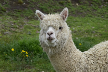 Fototapeta premium Alpaca grazes on the territory Inca prehistoric ruins in Chucuito near Puno, Titicaca lake area. Peru