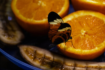 little butterfly eating an orange 