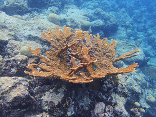 corals are marine invertebrates within the class Anthozoa of the phylum Cnidaria.