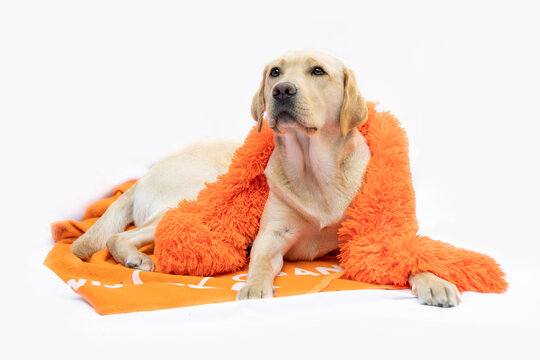 Blonde labador met oranje sjaal