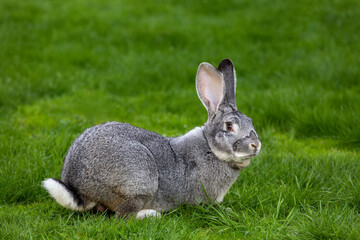 Big gray rabbit on a background of green grass.