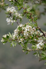 Fototapeta premium White blooming tree, postcard with flowers and plants, wallpapers theme, spring is coming, blooming nature, branch of tree with white flowers, Mediterranian spring 
