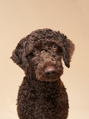Sweet Spanish Water Dog puppy on a beige background. Portrait of a pet in a photo studio
