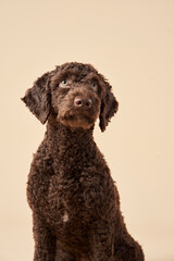 Sweet Spanish Water Dog puppy on a beige background. Portrait of a pet in a photo studio