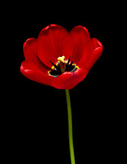 Naklejka premium Spring flower Tulips blooming on black background.