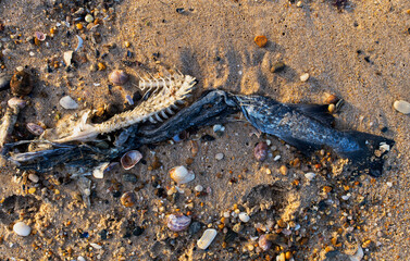 dead fish with bones on the beach 