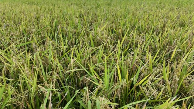 peddy Feild In Bangladesh - Rice Feild
