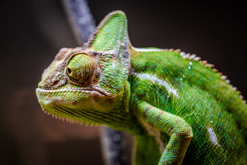 Chameleon