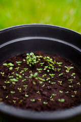 Plant seedlings. Germination of seeds in a pot