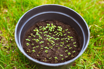 Plant seedlings. Germination of seeds in a pot