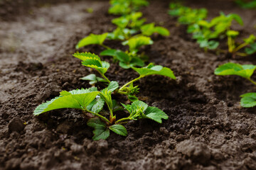 Seedlings of strawberries grow in the ground. Blooming strawberries