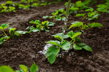 Strawberry seedling grows in the ground. Watering rows of strawberries