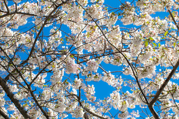 cherry blossom against the sky