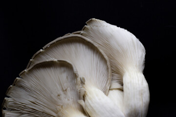 gírgolas con fondo negro 