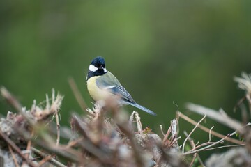 Great tit close up in the hedge