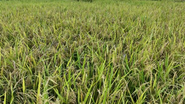 rice feild in Bangladesh - peddy plants , Crop feild inbangladesh