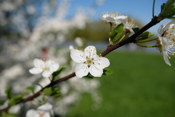 Сherry tree blossom