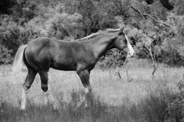 Colt horse in rural Texas meadow during summer on ranch in black and white.